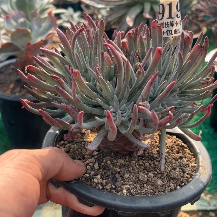 919号爱杜丽丝多肉植物老庄