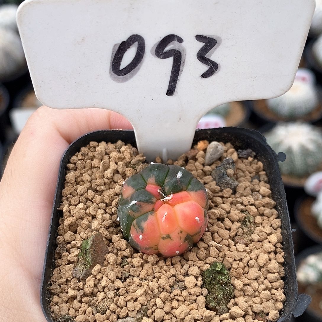 093龟甲兜锦系列产品