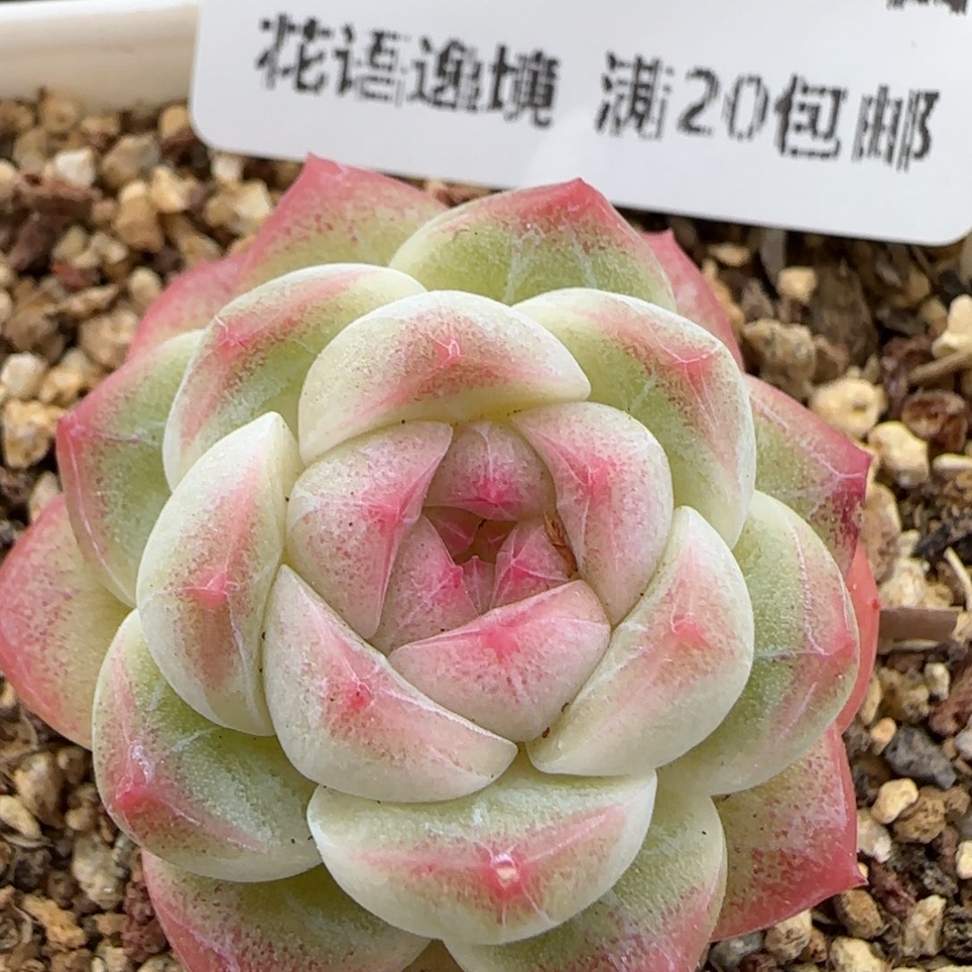 花语逸镜0127-12糖心