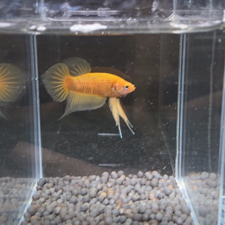 斗鱼泰国斗鱼193号