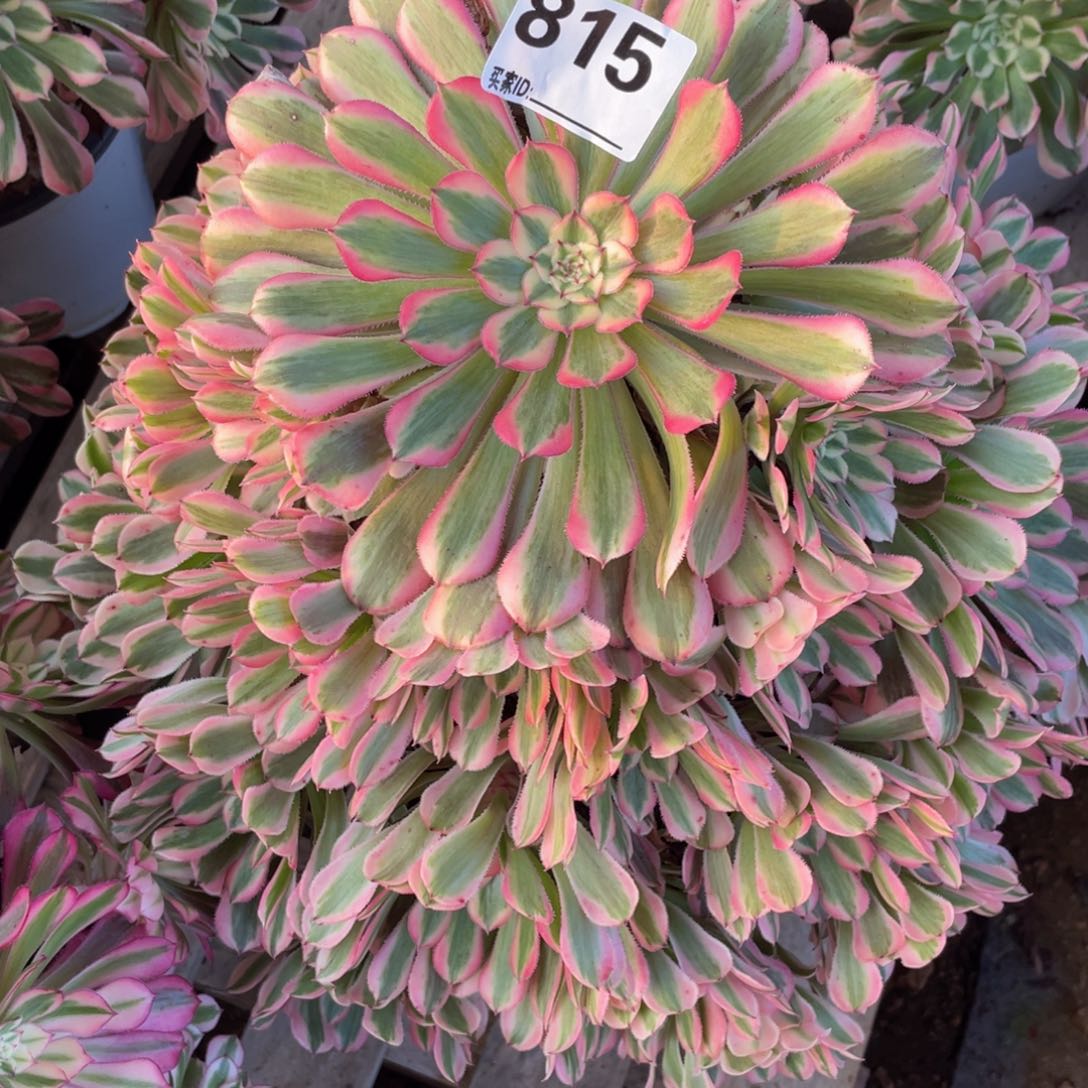 王***气815粉铜多肉植物保护