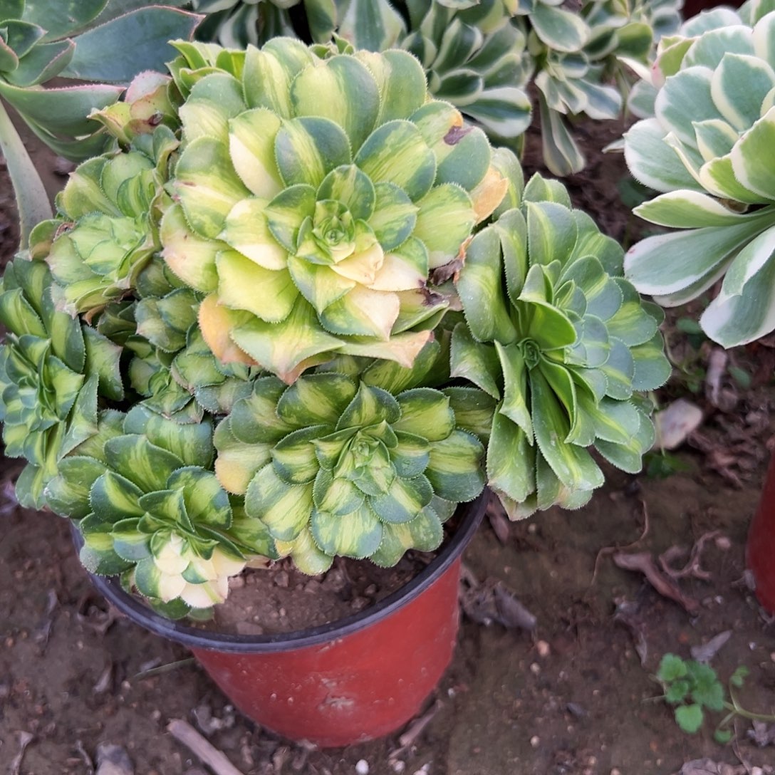 多肉植物琉璃翡翠花脸