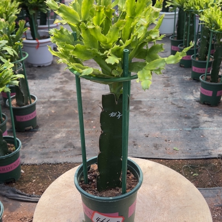 荷花仙子蟹爪兰4664