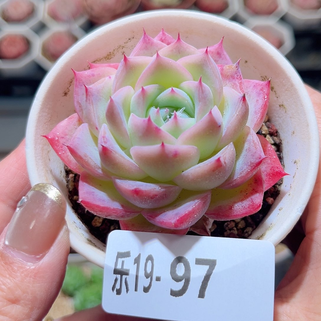 乐19-97 粉水晶单头