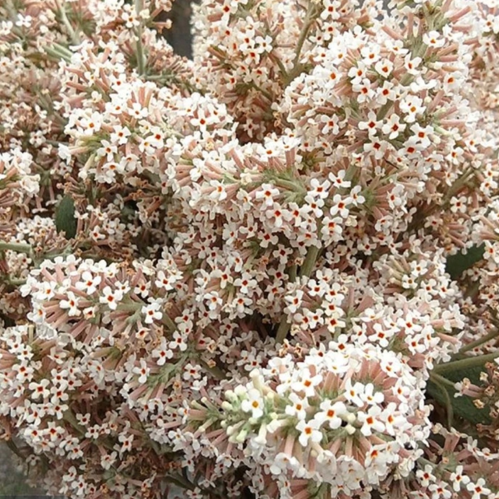 贵州黄饭花染饭花密蒙花