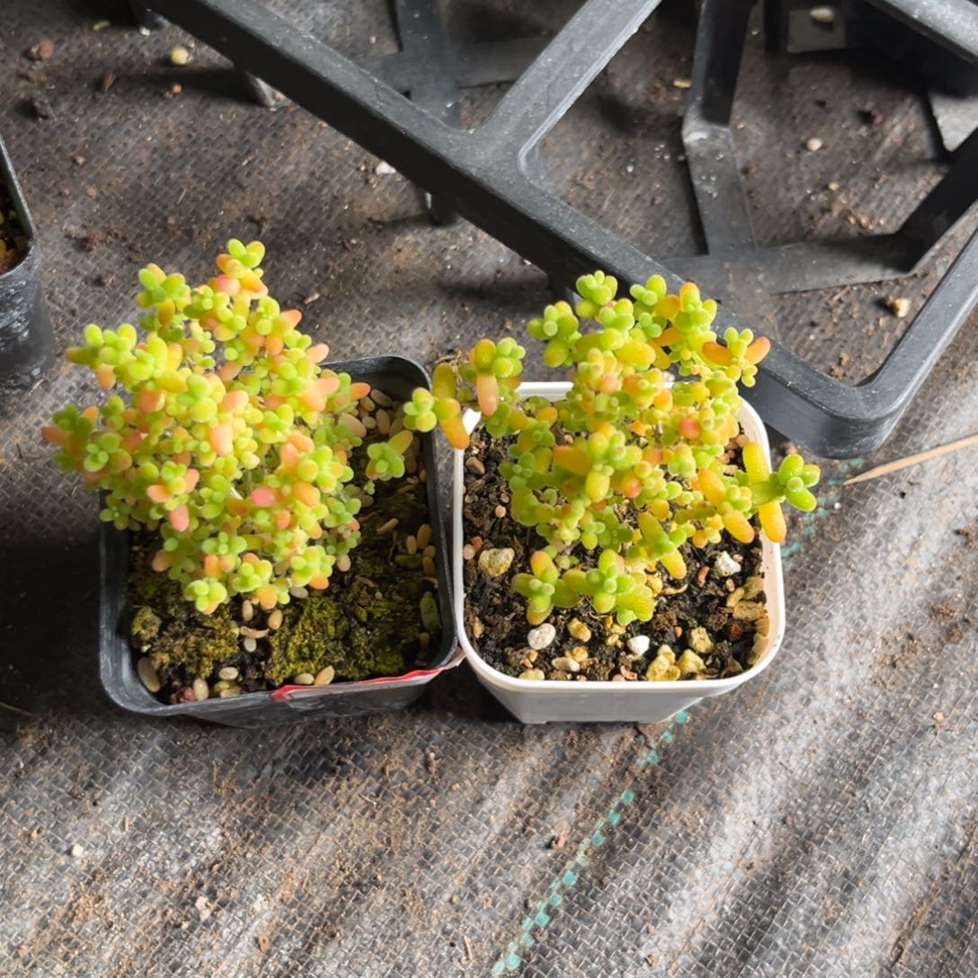 情***绪蜜桔糖球。                   