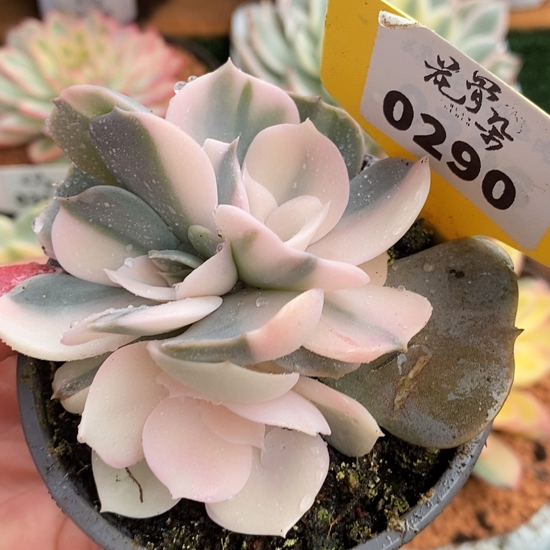 290双子座三头哈哈哈哈哈