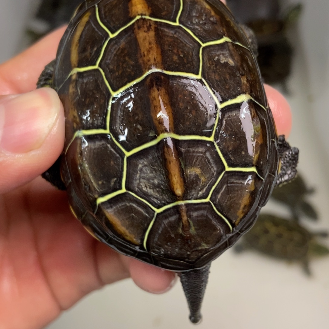 中华草龟不分公母