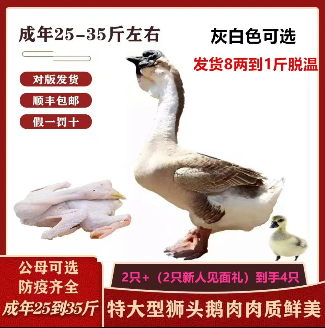 正宗特大种狮头鹅大鹅肉质鲜美嫩滑可口顺丰包邮直达