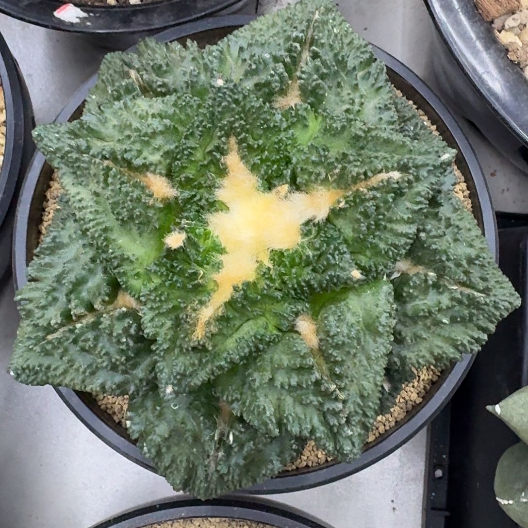 大尤厚尤哥斯拉龟甲，暂未开根