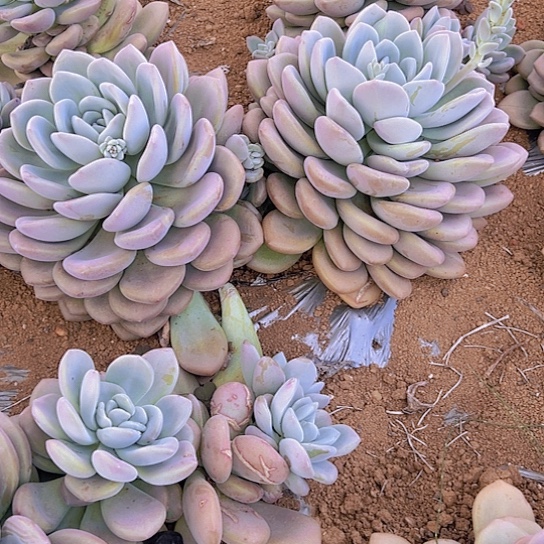 ?*…地栽奥普琳啦，包邮不包损