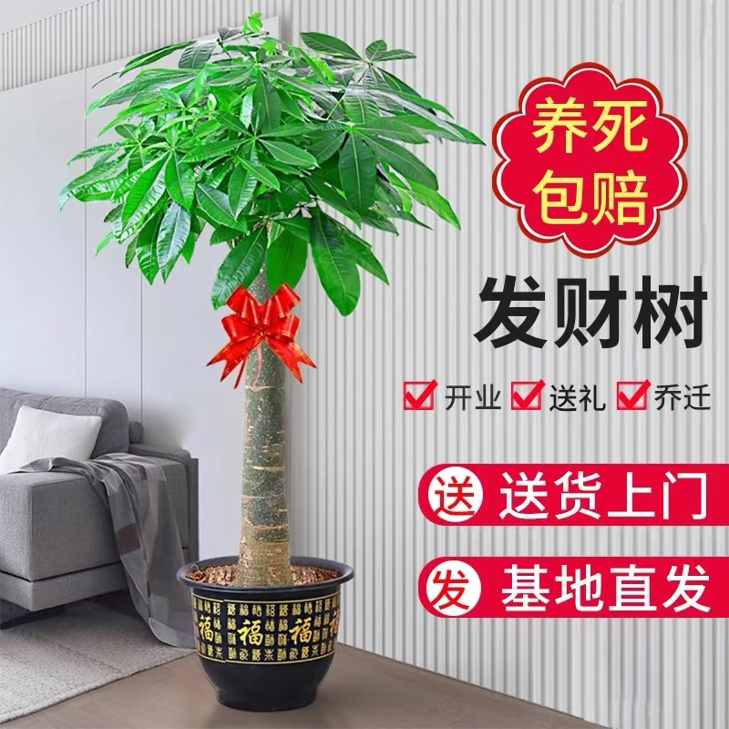 【送货上门】1.5-1.6米发财树客厅办公室室内外绿植盆栽大棵植物