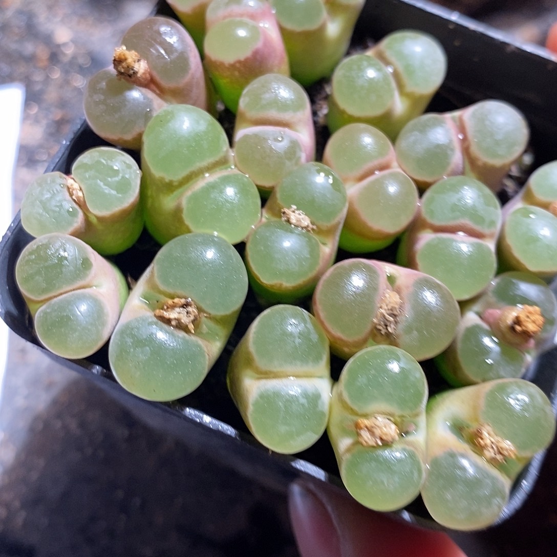 大眼睛磁铁一颗。 买二送一。  