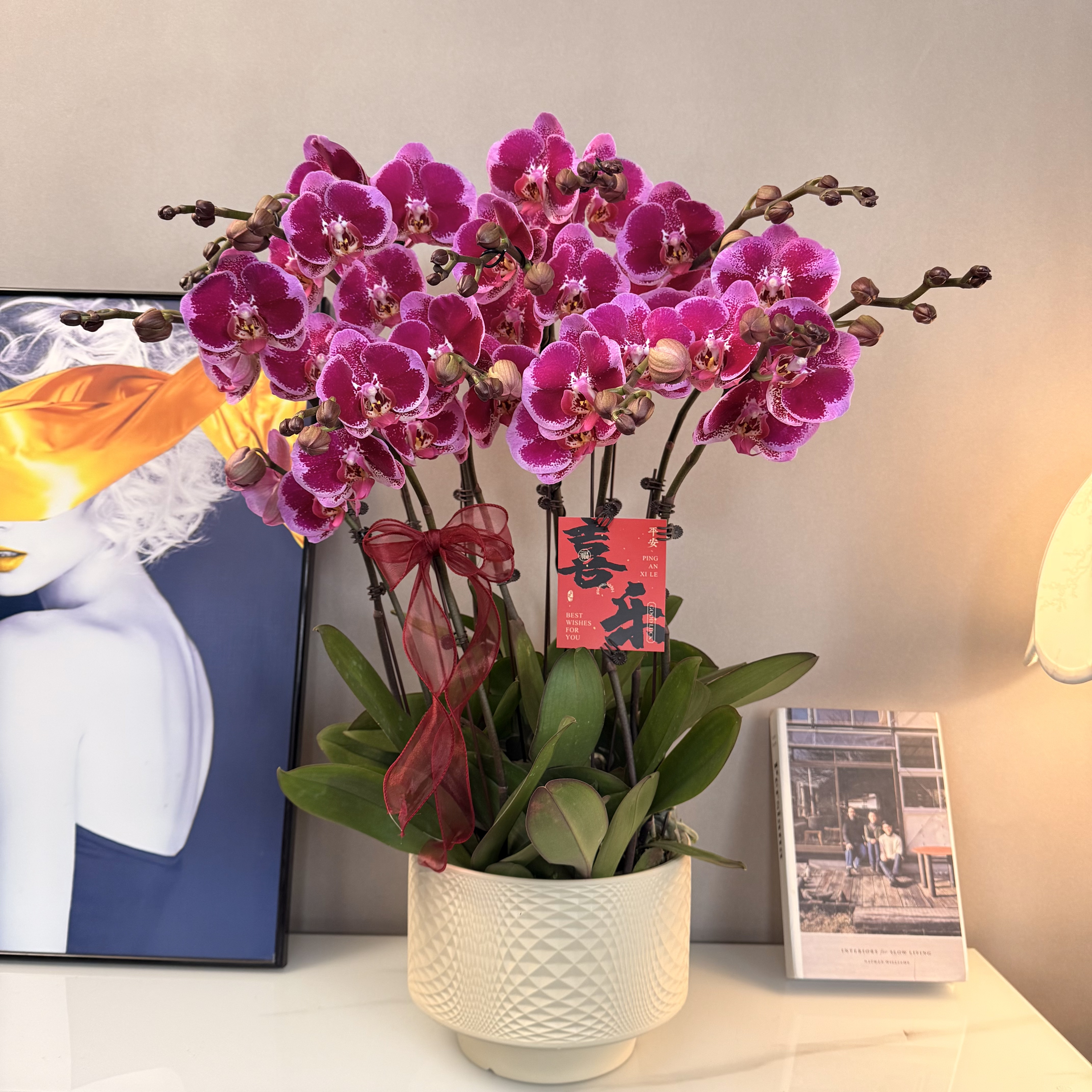 蝴蝶兰【福星高照】年宵花爆款玫红色大花绿植盆栽室内观赏基地直发