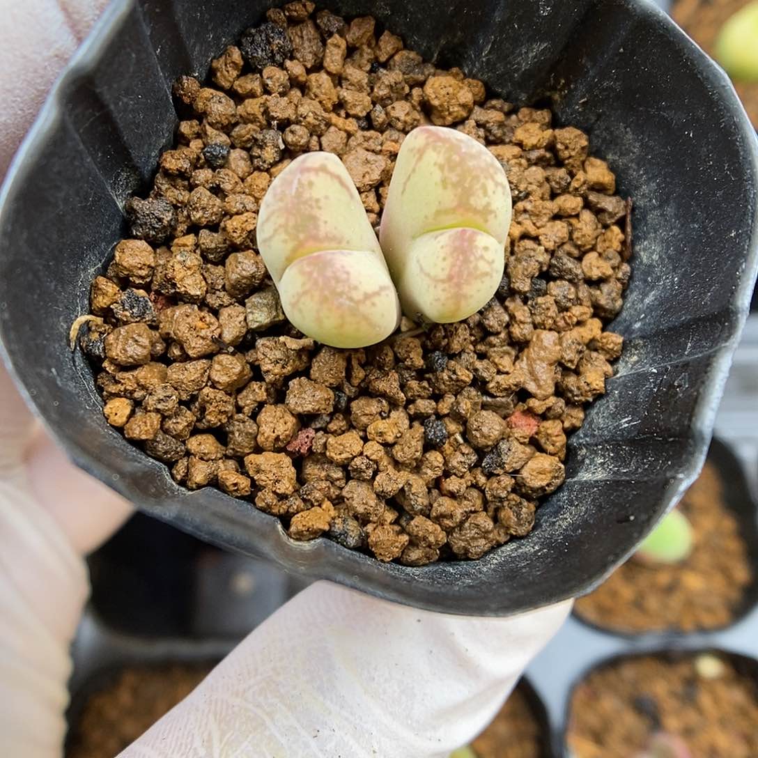 多肉植物K-2261（1.4）风铃杂 羽毛纹