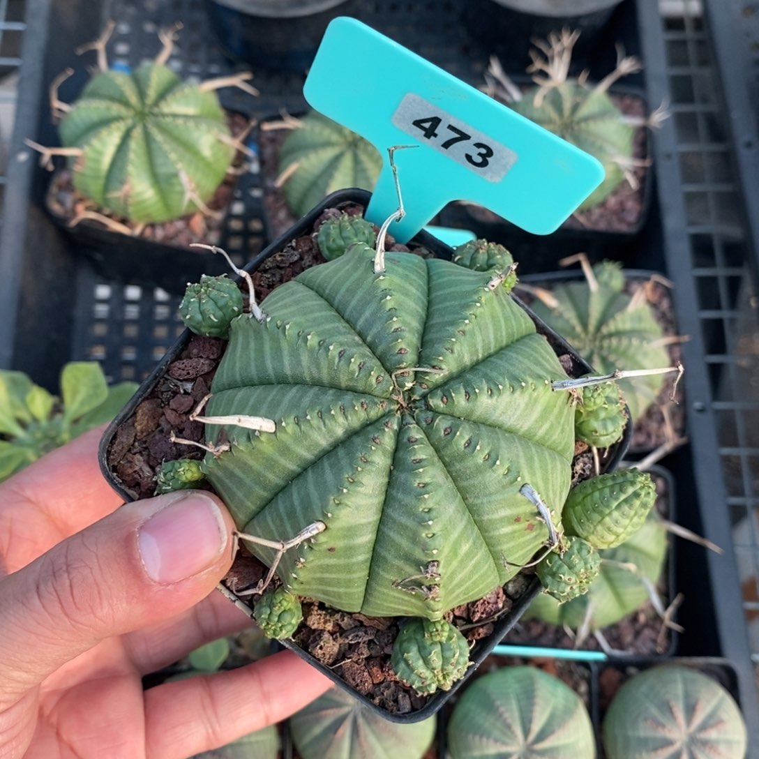 法丽达多肉植物一个