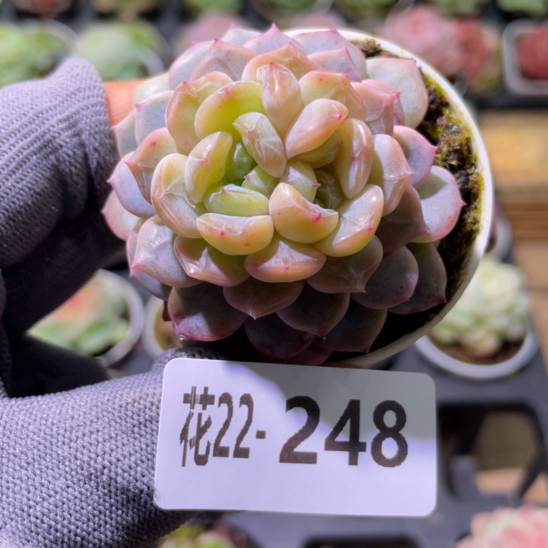 花利美22-248新品