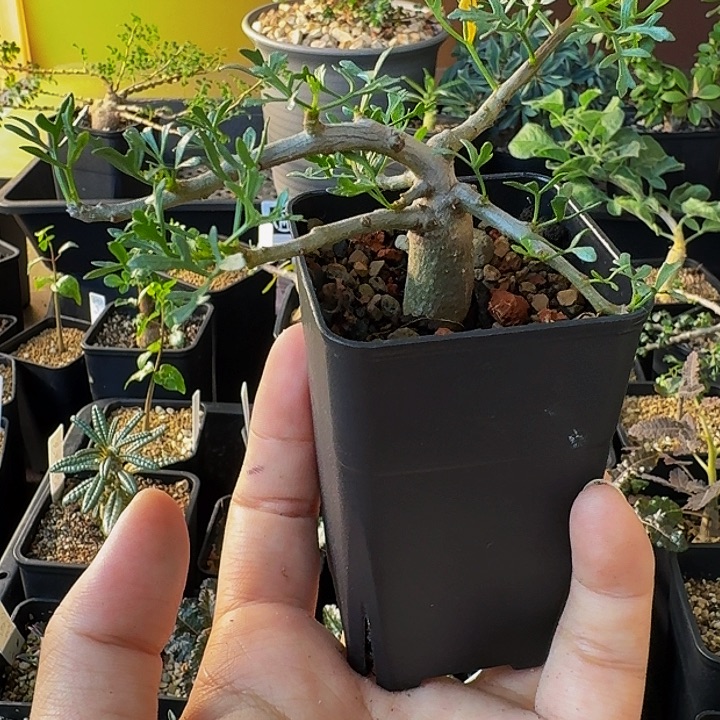 小****实生鹿角橄榄带盆土包邮