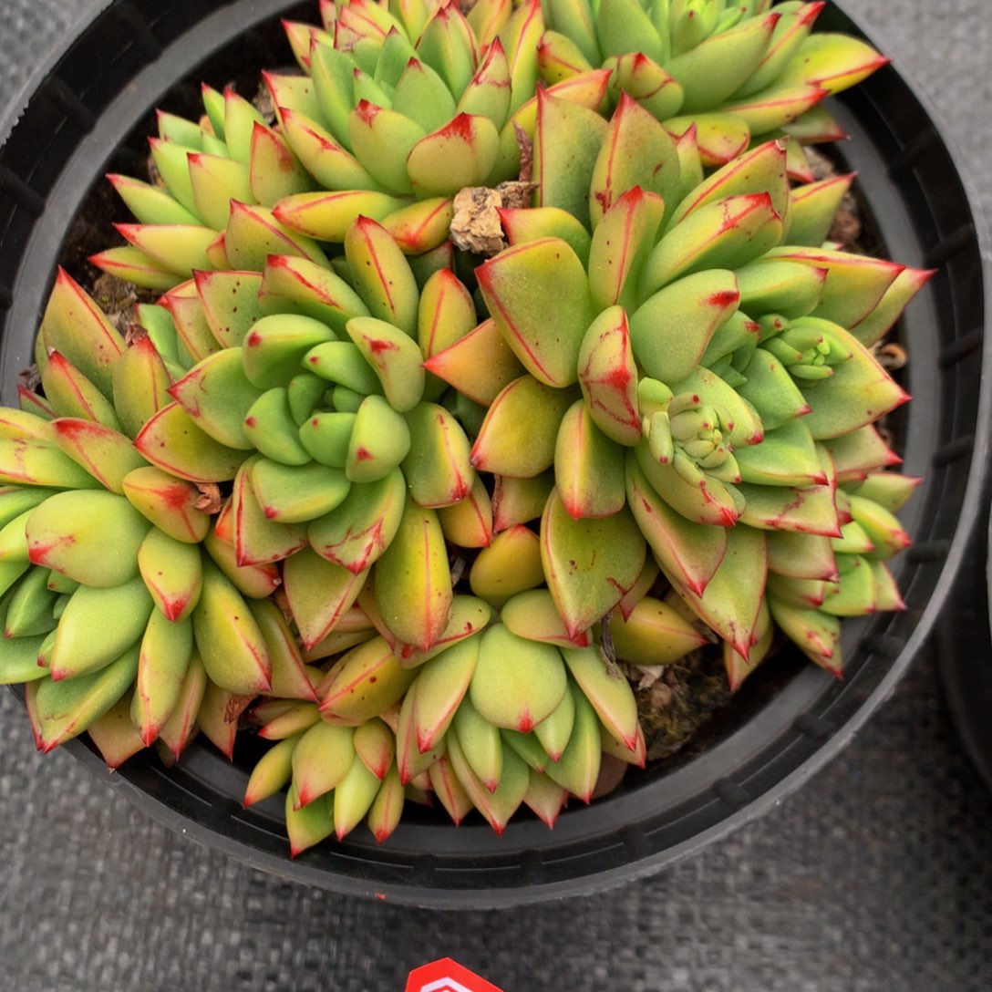 昔*吖杂交11111111