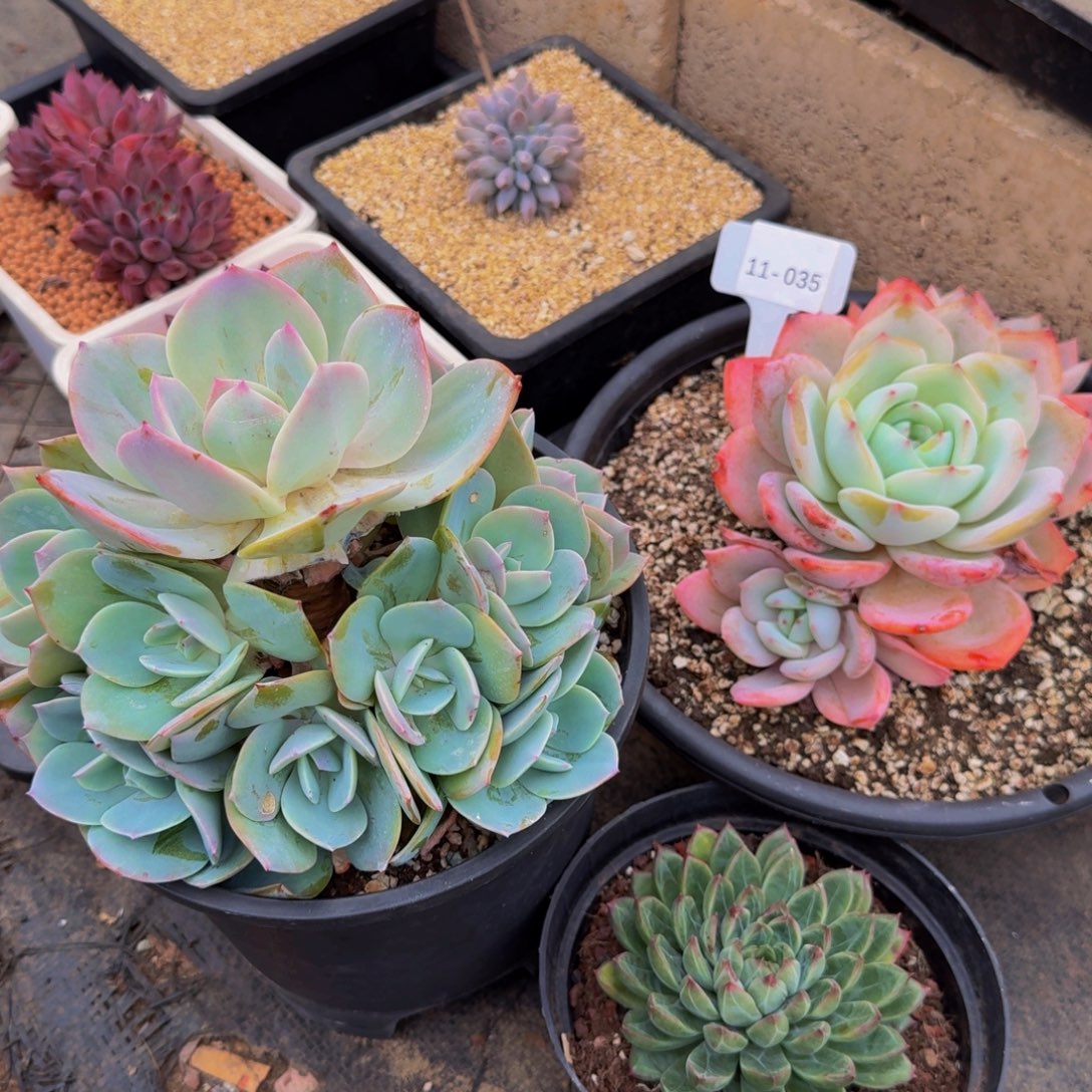 陌***花11-035凤福利不包损