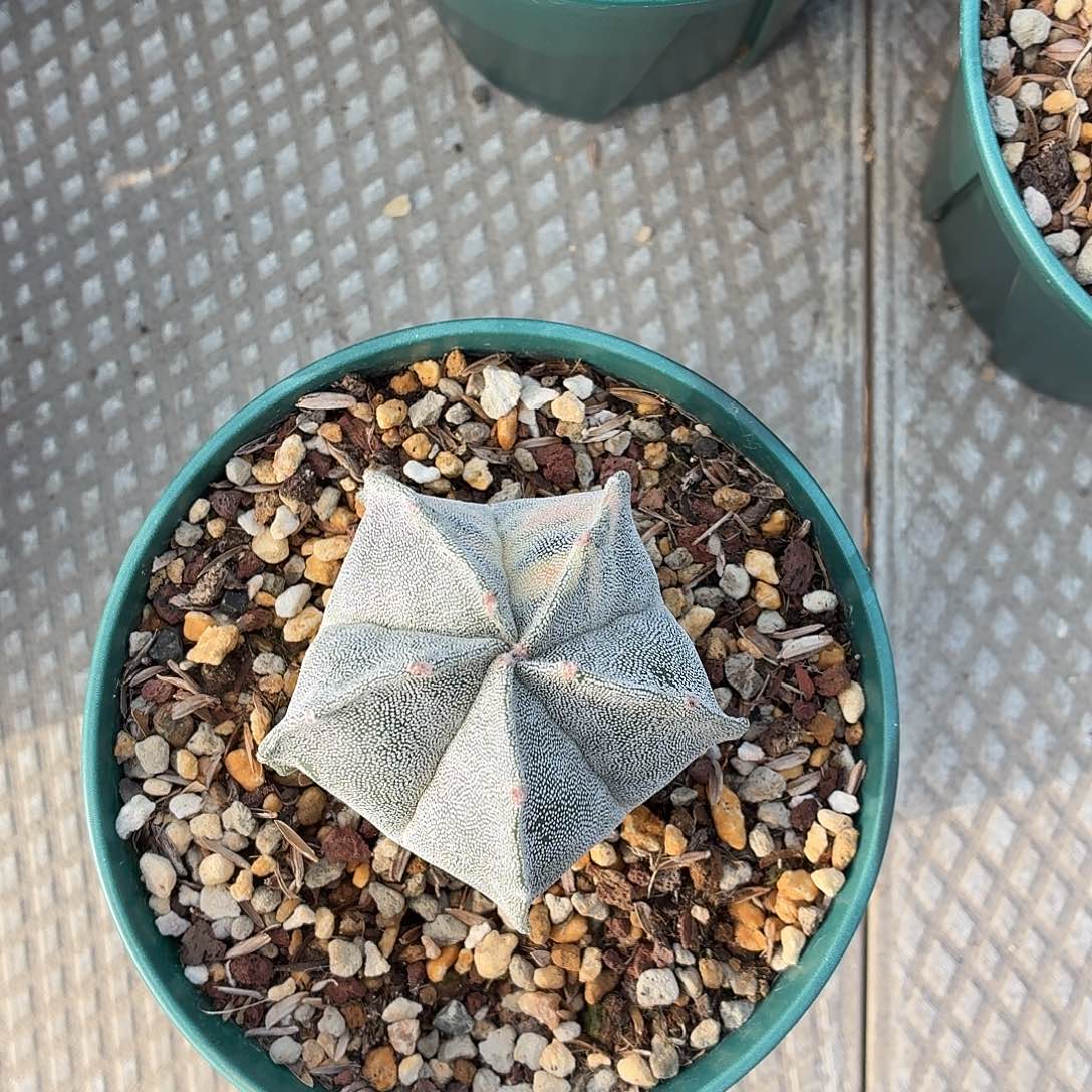 天***子无花朵银沙鸾锦！！！！！！！