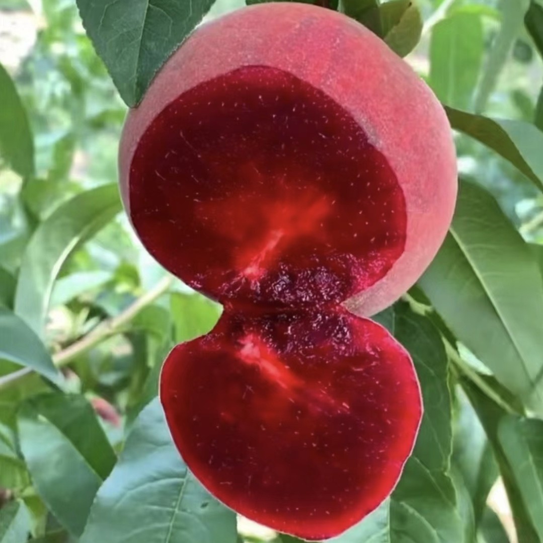 血桃中桃25纯甜无酸离核南北方种植庭院地栽盆栽