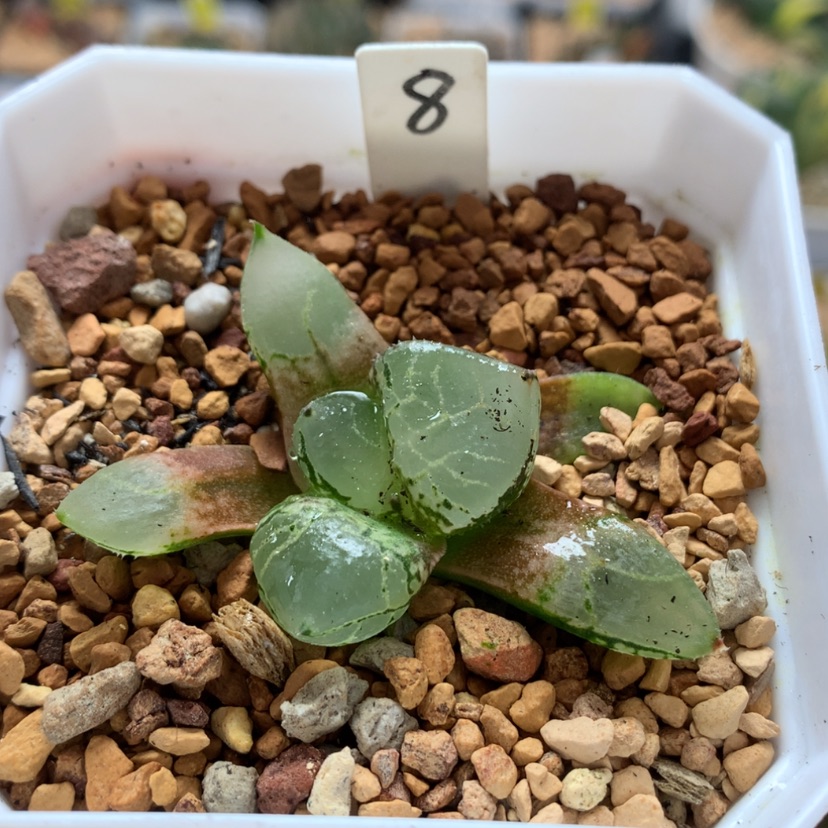 【闪购商品】8冰皇