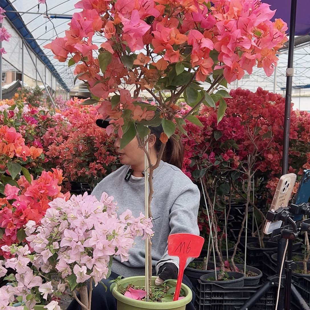 佩***拉大部分花苞少量开放M6波妹，苹果花掌中宝一棵