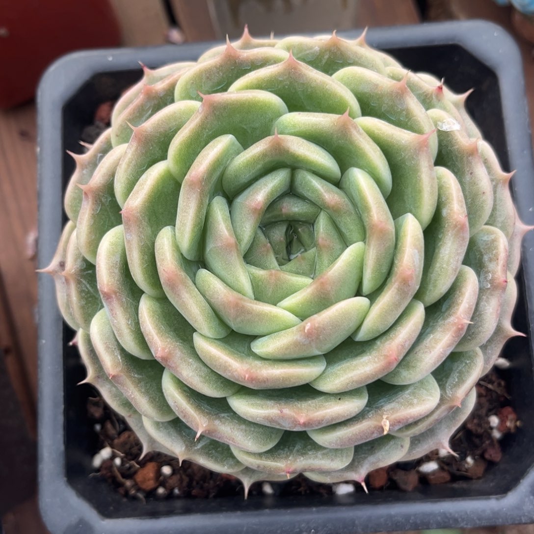 好姑娘多肉，杂交