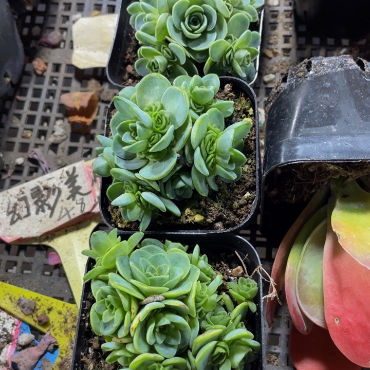 山地玫瑰带盆土发