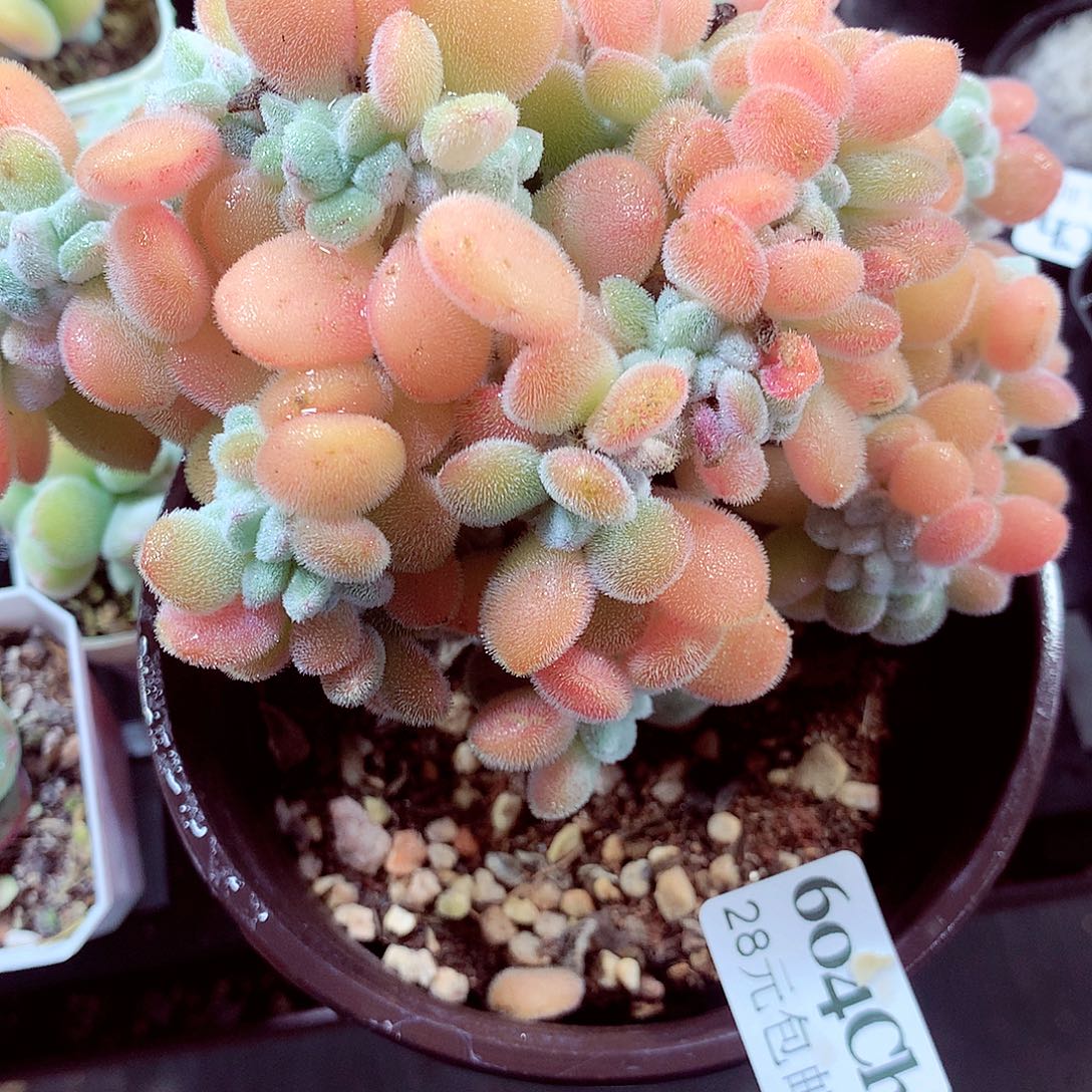 5厘米盆精控多肉604