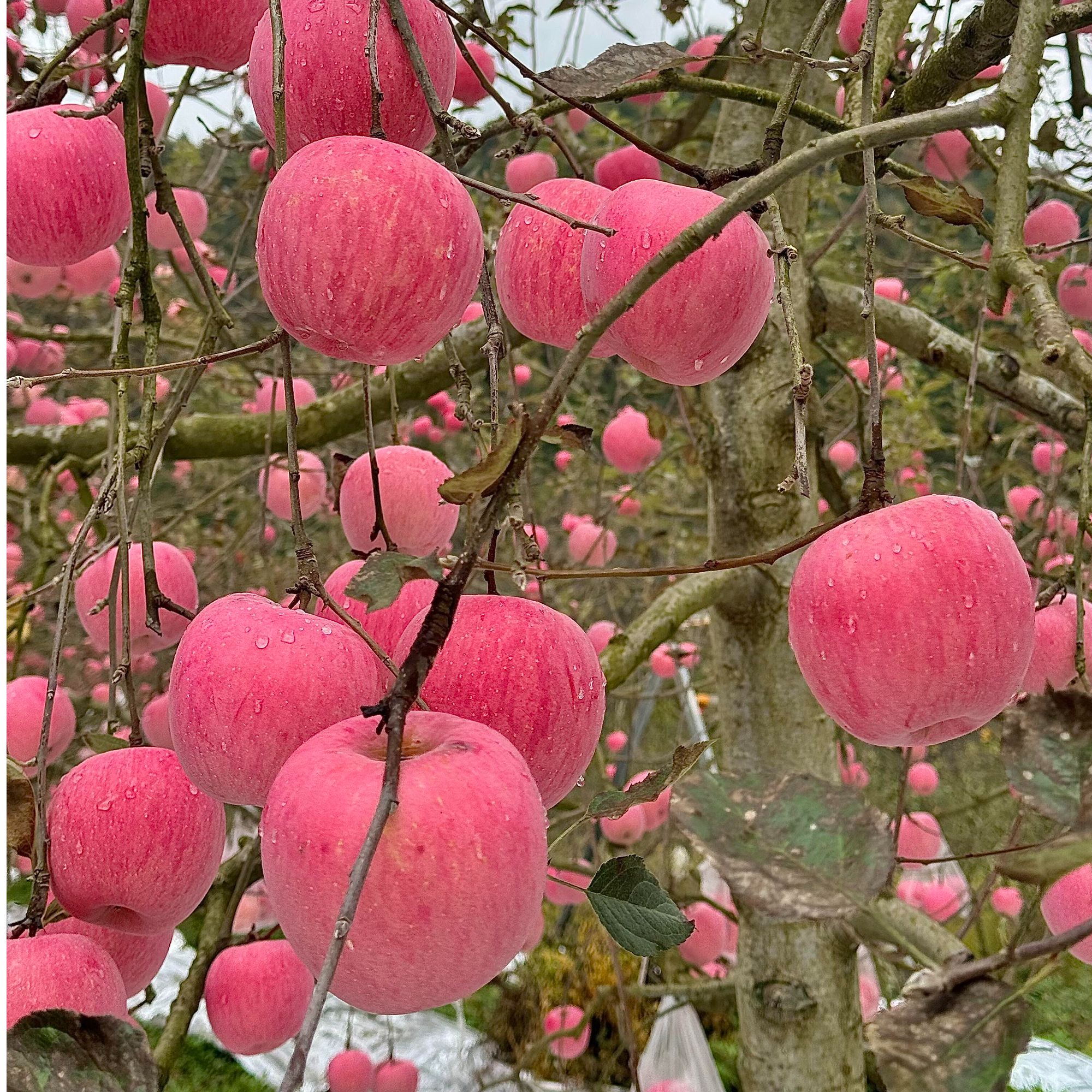 【苹果树苗】脆甜多汁盆栽地种南北方种植室内外耐寒耐旱