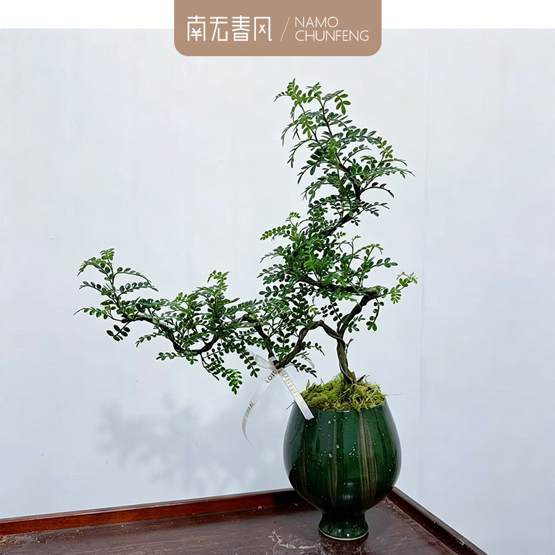 【清香胡椒木】悬崖邻水造型室外绿植清香木茶台茶室摆放盆栽