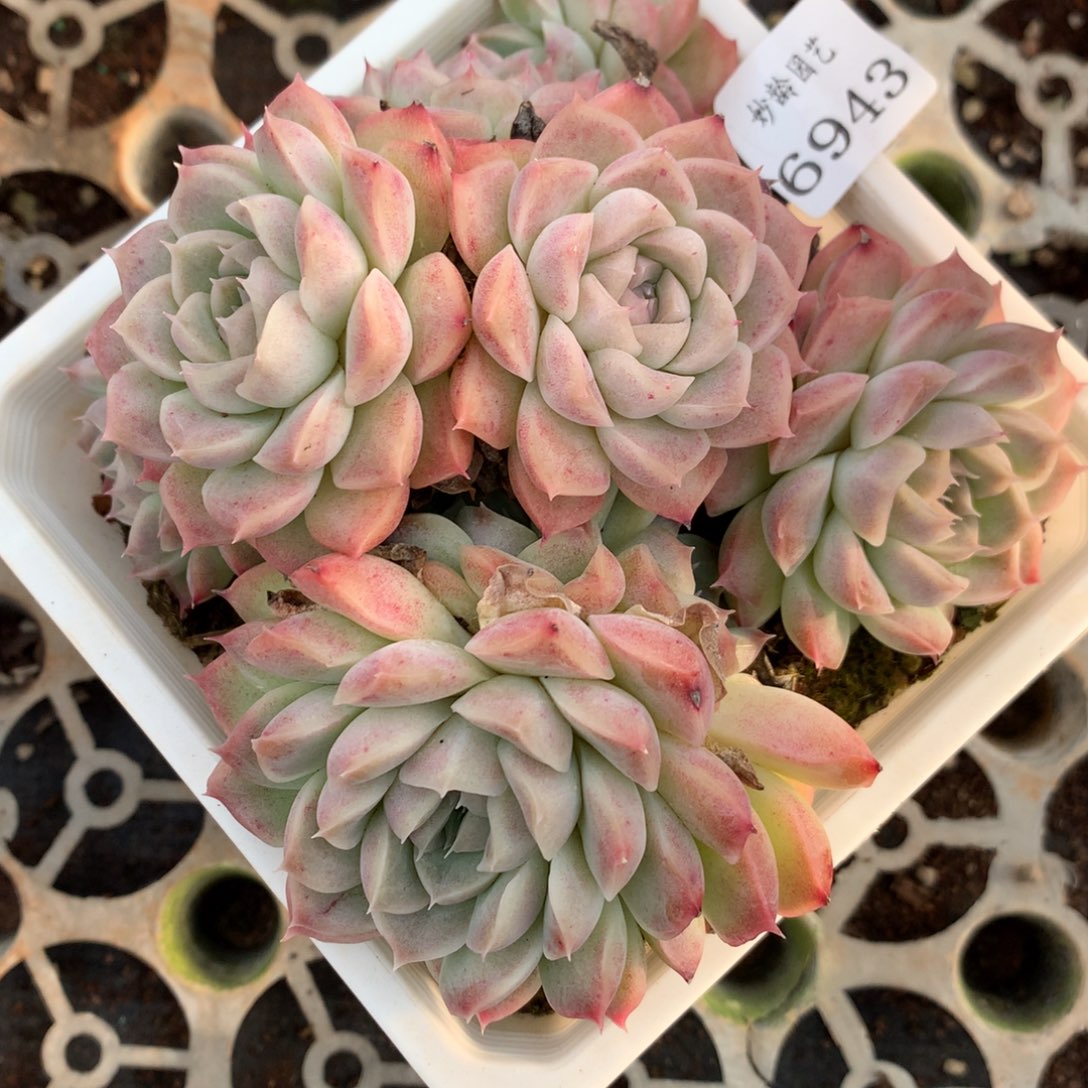 6943杂交多肉老桩