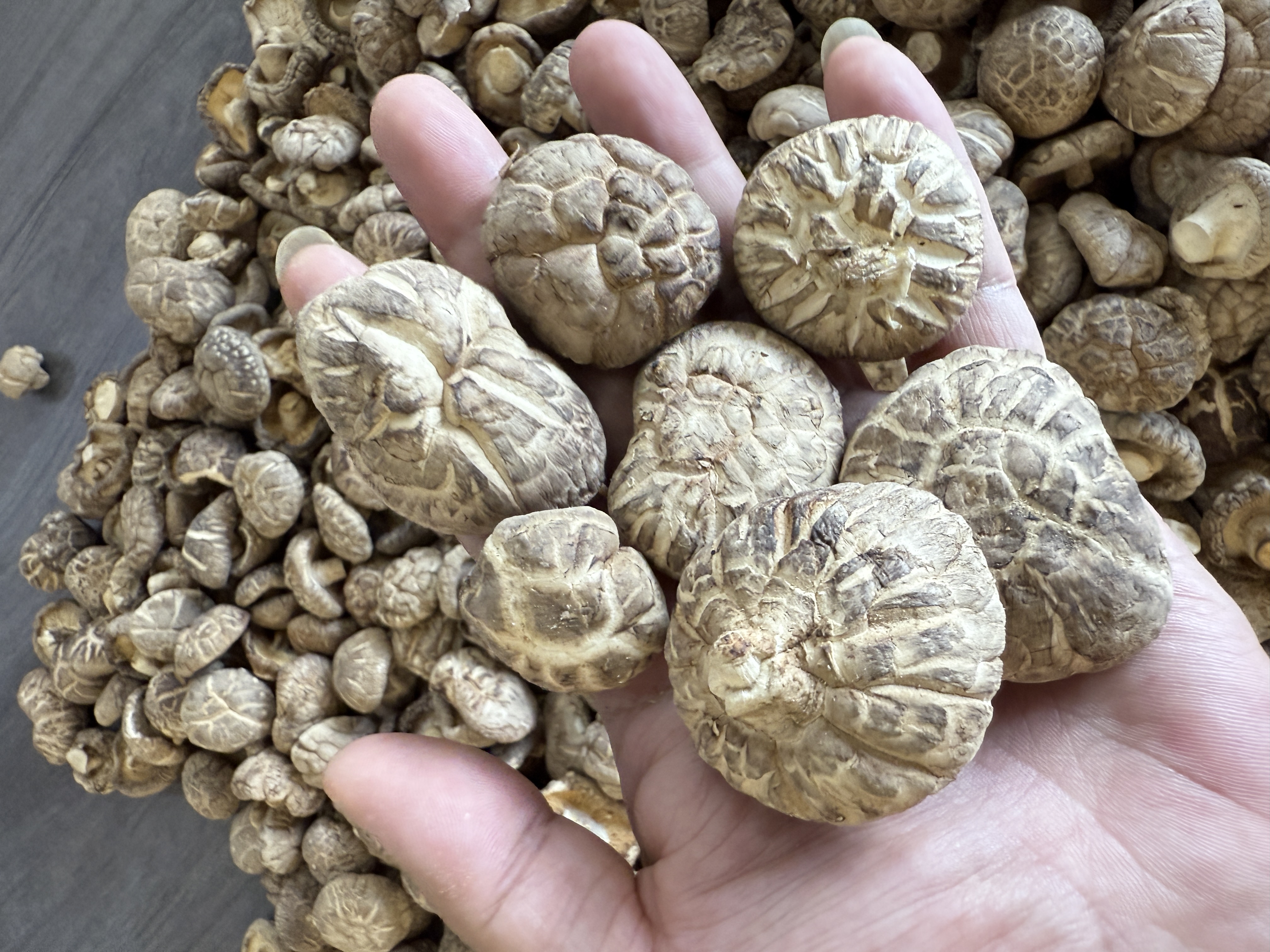 【哪吒优选】大花菇干货农家特产香菇精选新货蘑菇干煲汤菌菇冬菇子