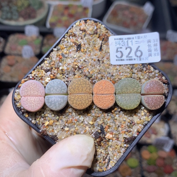 精品生生石花311.526