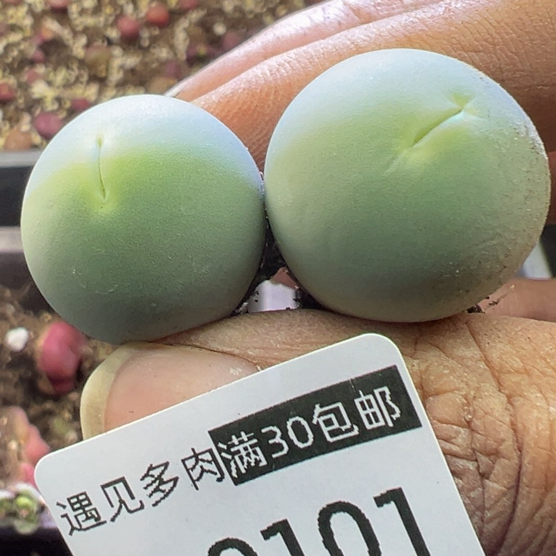 多肉植物11111111111111