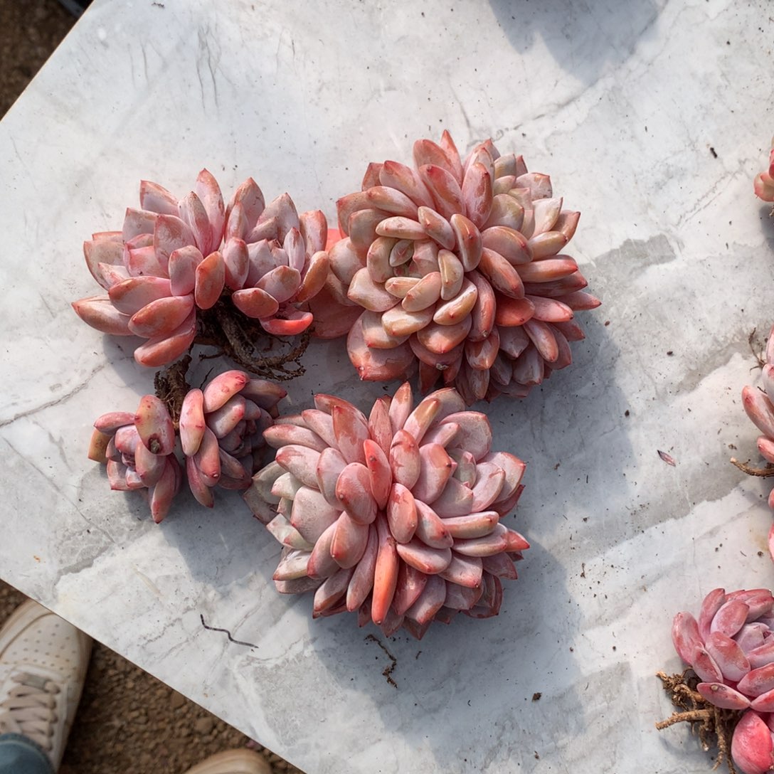 哈哈哈哈哈哈哈哈