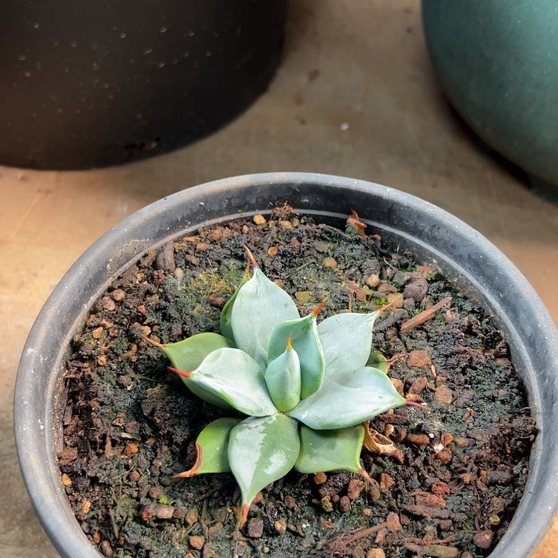 无花朵多肉植物一本刺龙舌兰