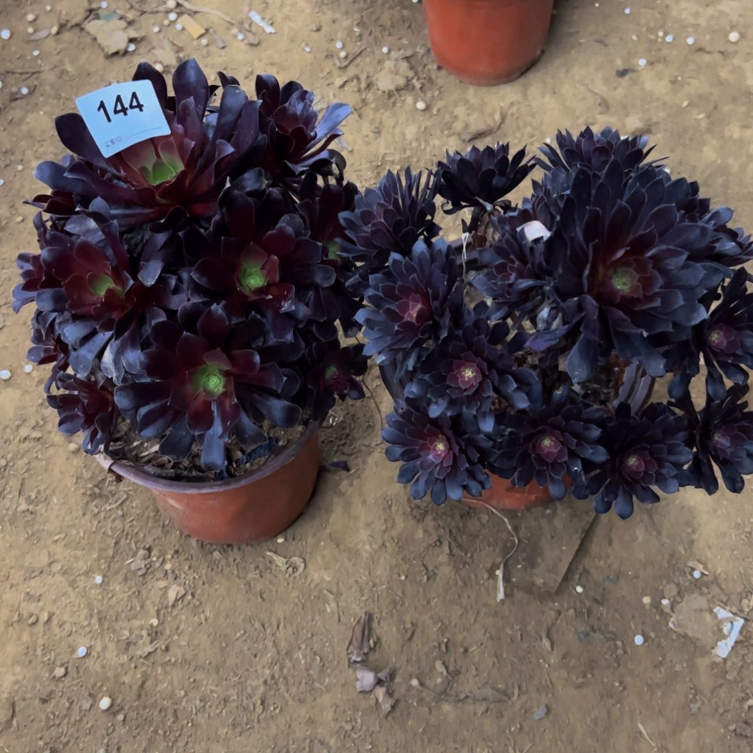 144欧子黑铜壶法师多肉