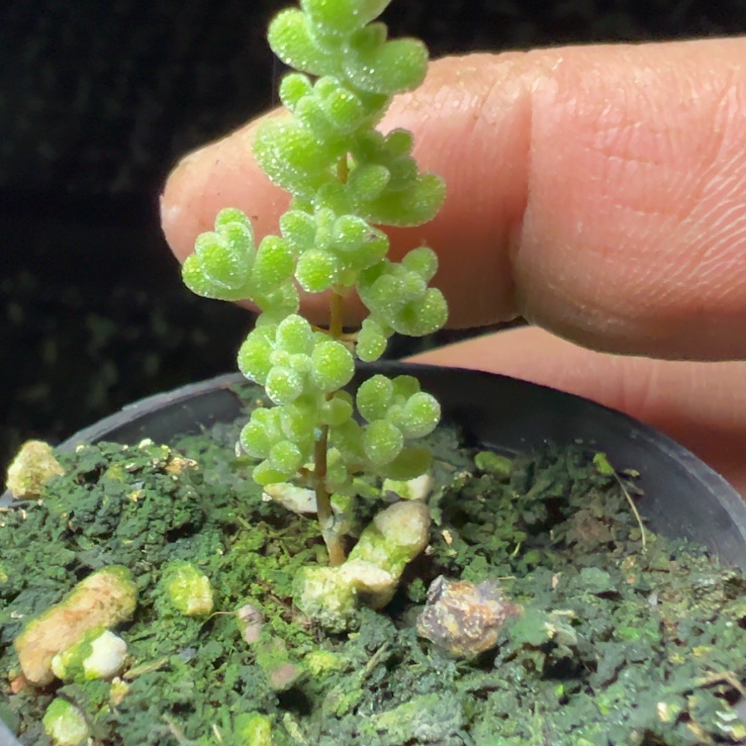 莱斯虎斑锦50杯福利枝干