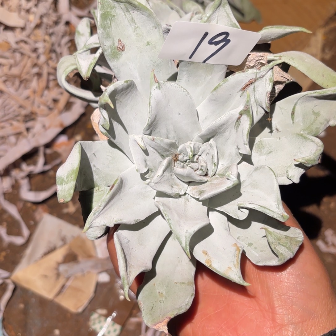 3代杂交仙女杯多肉福利