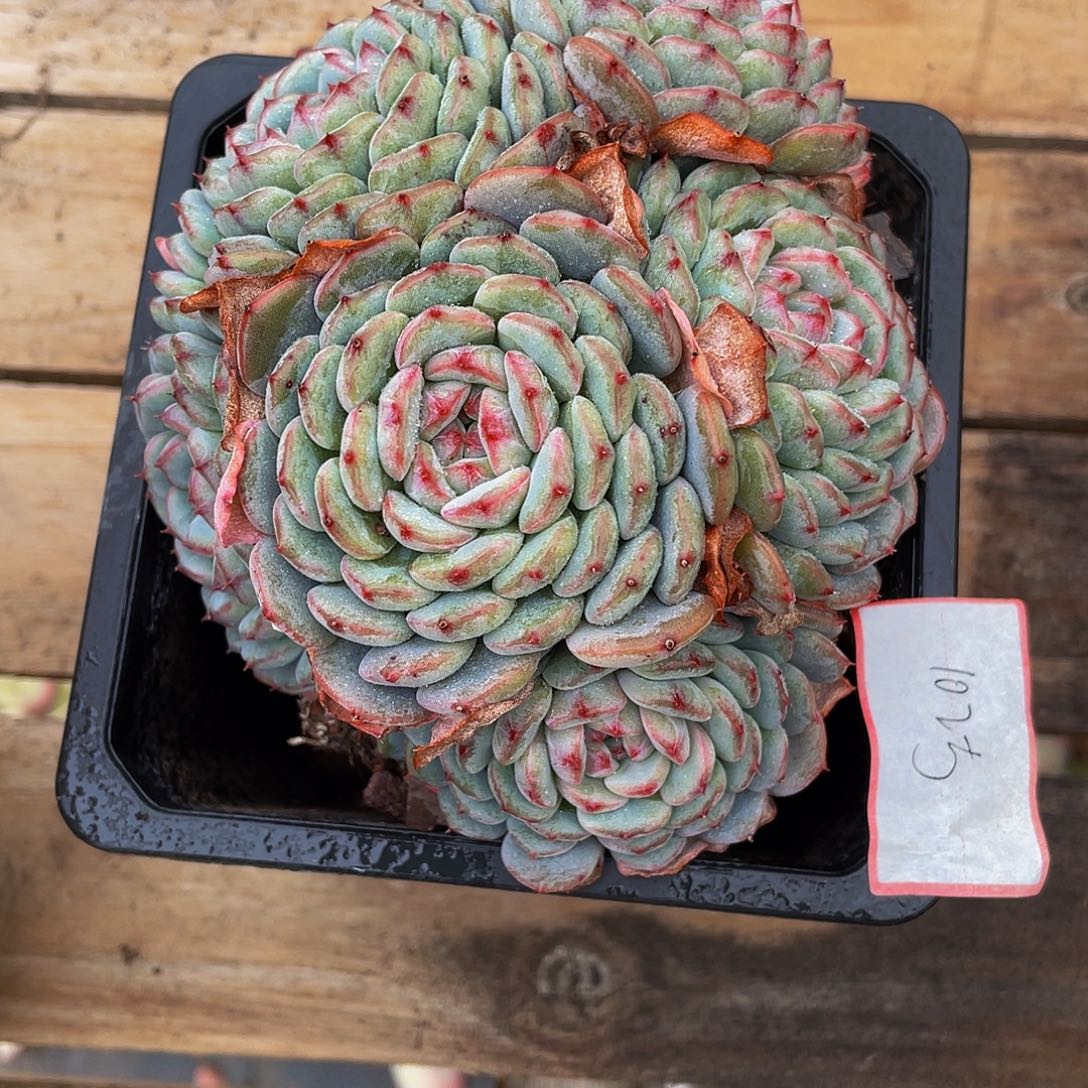 呦*白胖子多肉植物