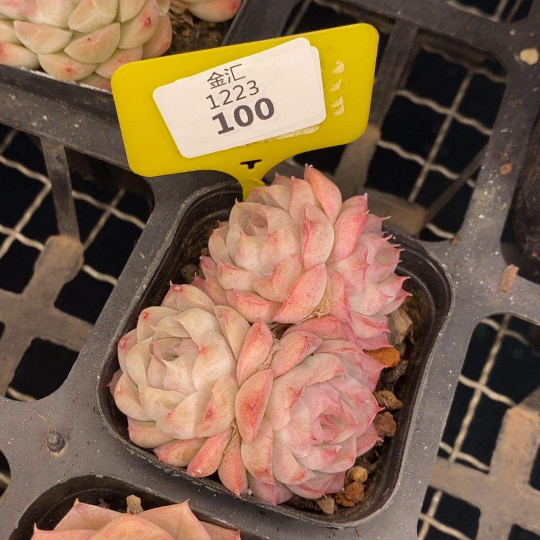 福利多多，1223100