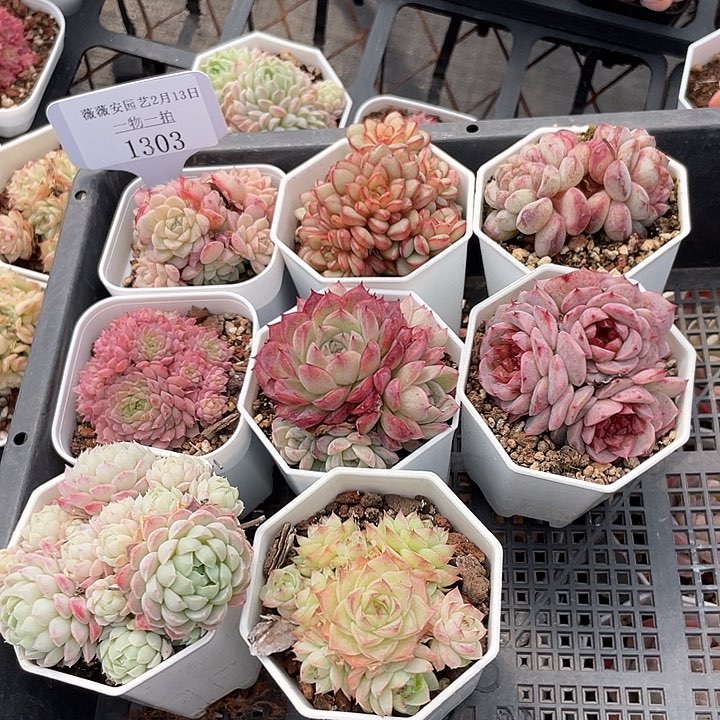 薇薇安园艺多肉1303