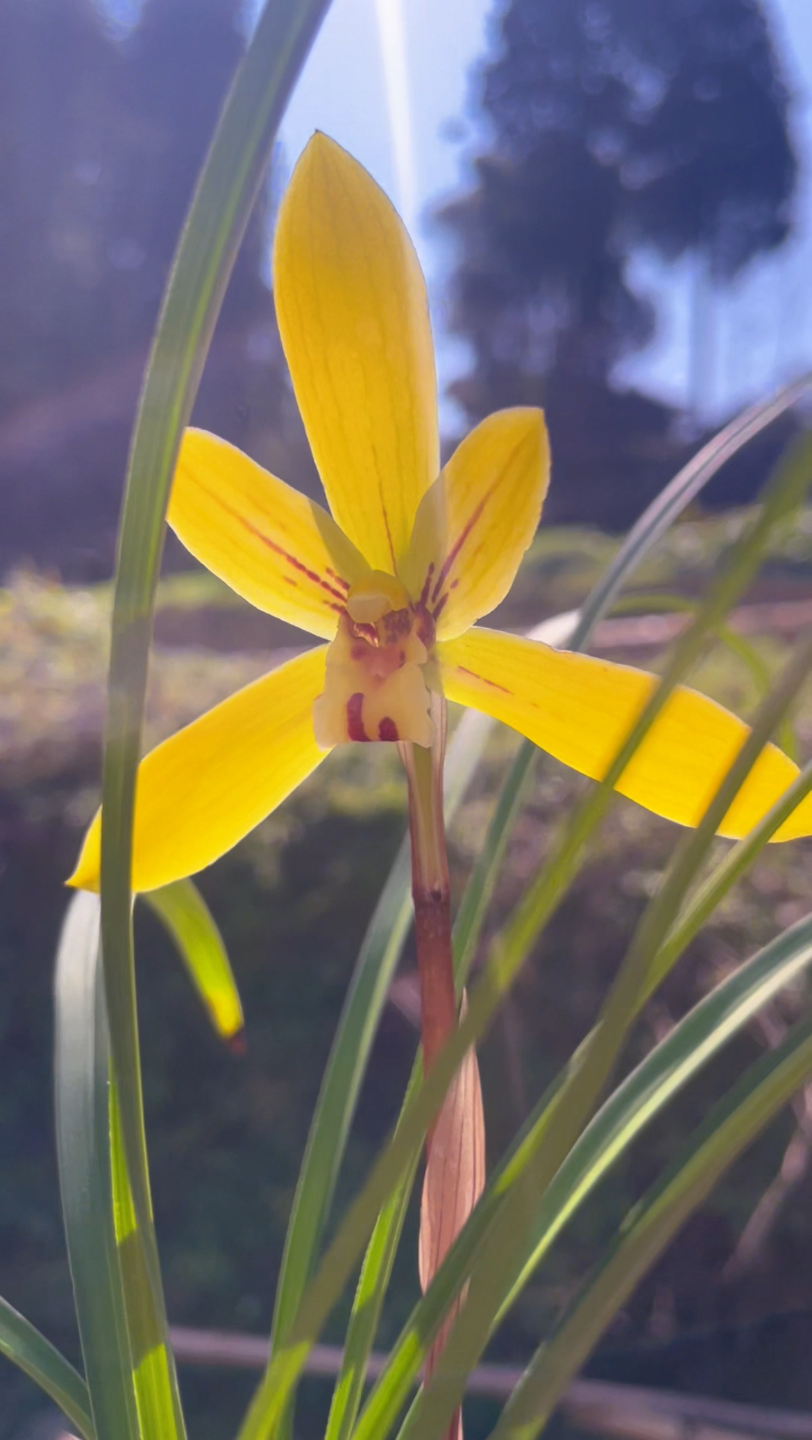 兰花直播专用链接2