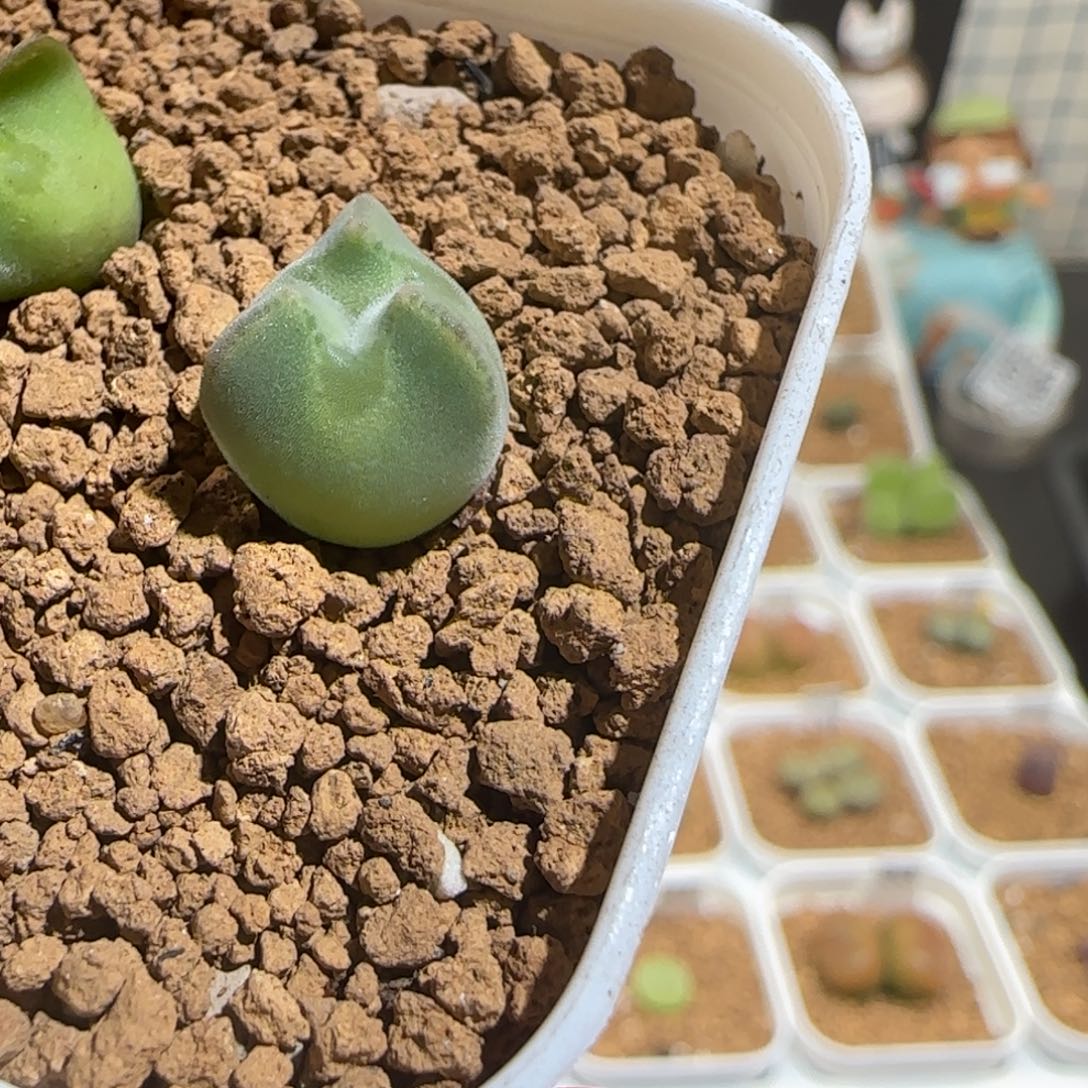 用***5肉锥多肉植物组合-1153