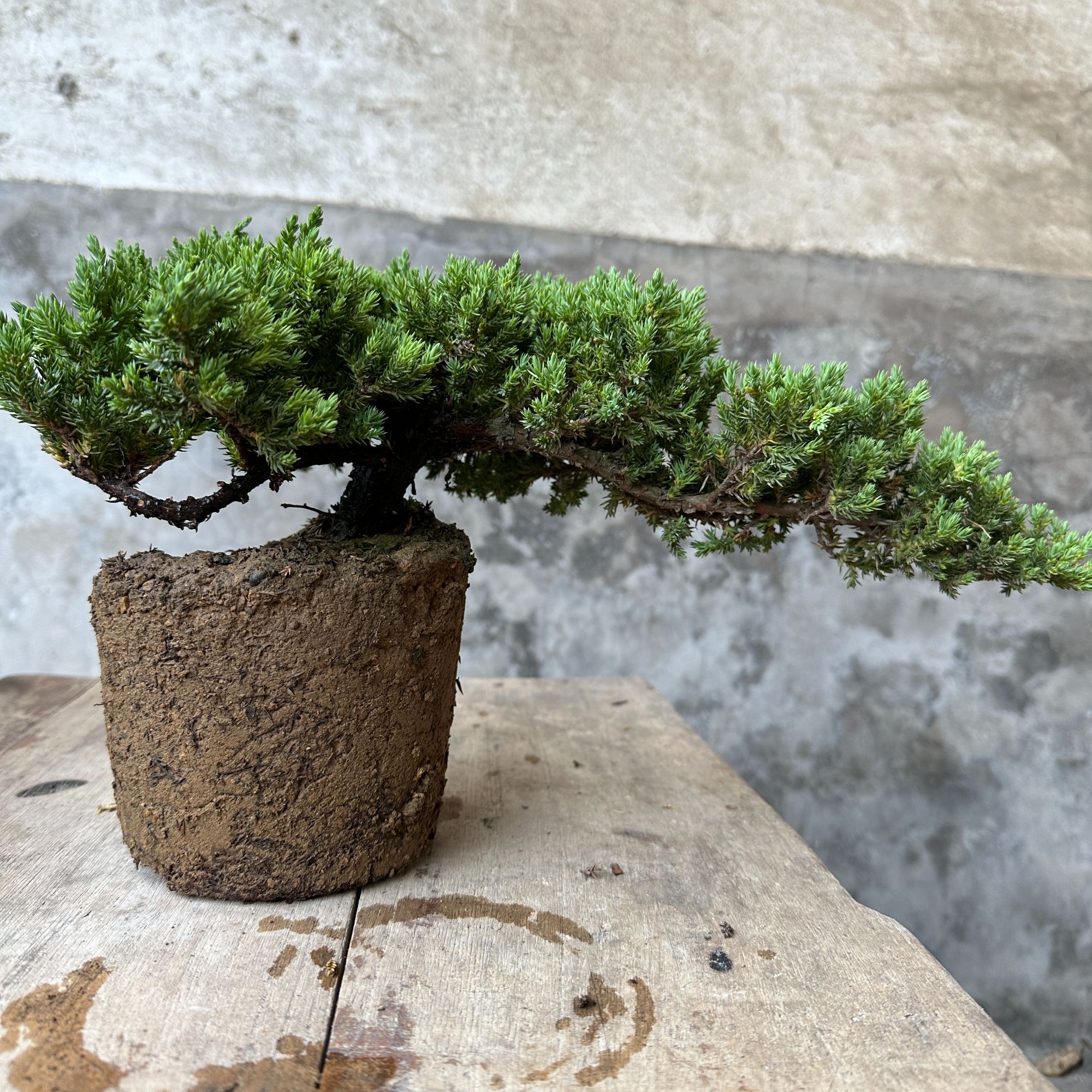 新西兰珍珠柏，济州真柏一物一拍（素材）自助下单随机发