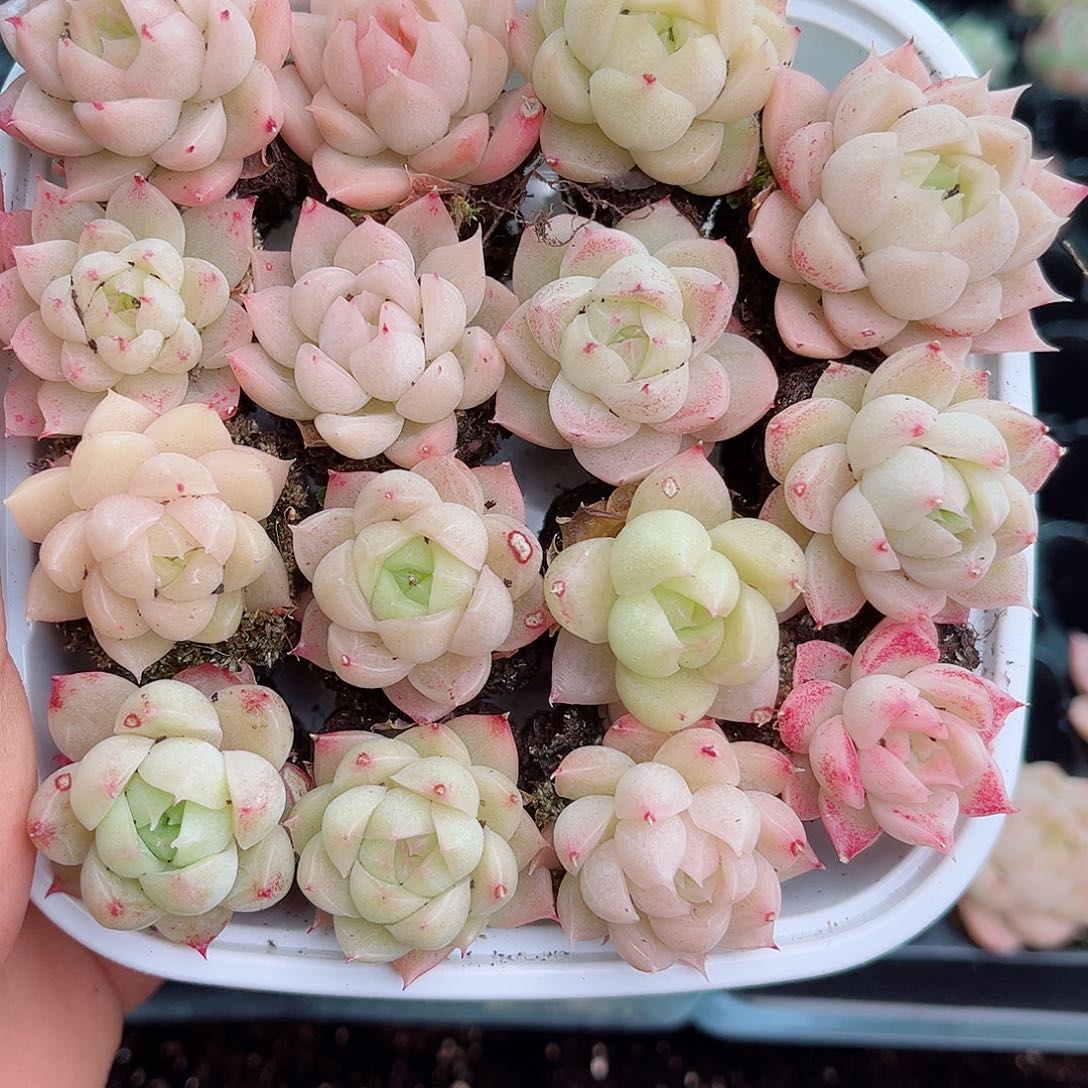 1-786 新疆西藏内蒙不发12.8包邮2-3公分多肉