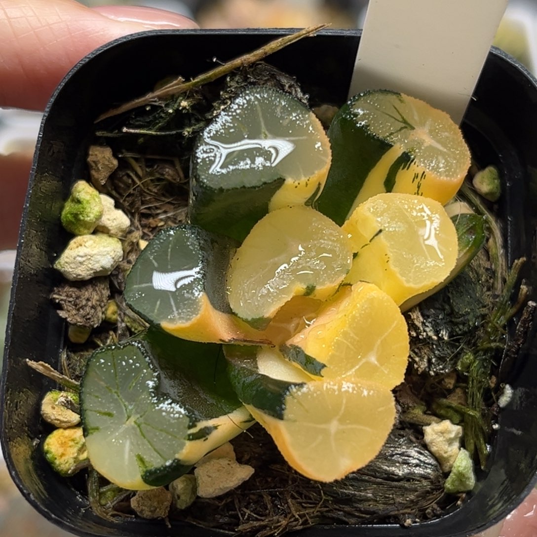 21玉龙万象锦福利专场